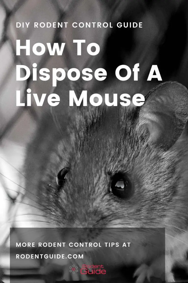 How To Dispose Of A Live Mouse DIY Rodent Control