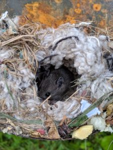 Where Do Mice Nest In A House nest example 2