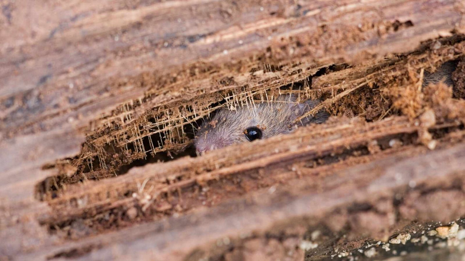 How To Attract Mice Out Of Hiding DIY Rodent Control