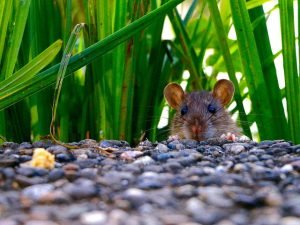 know mice facts
