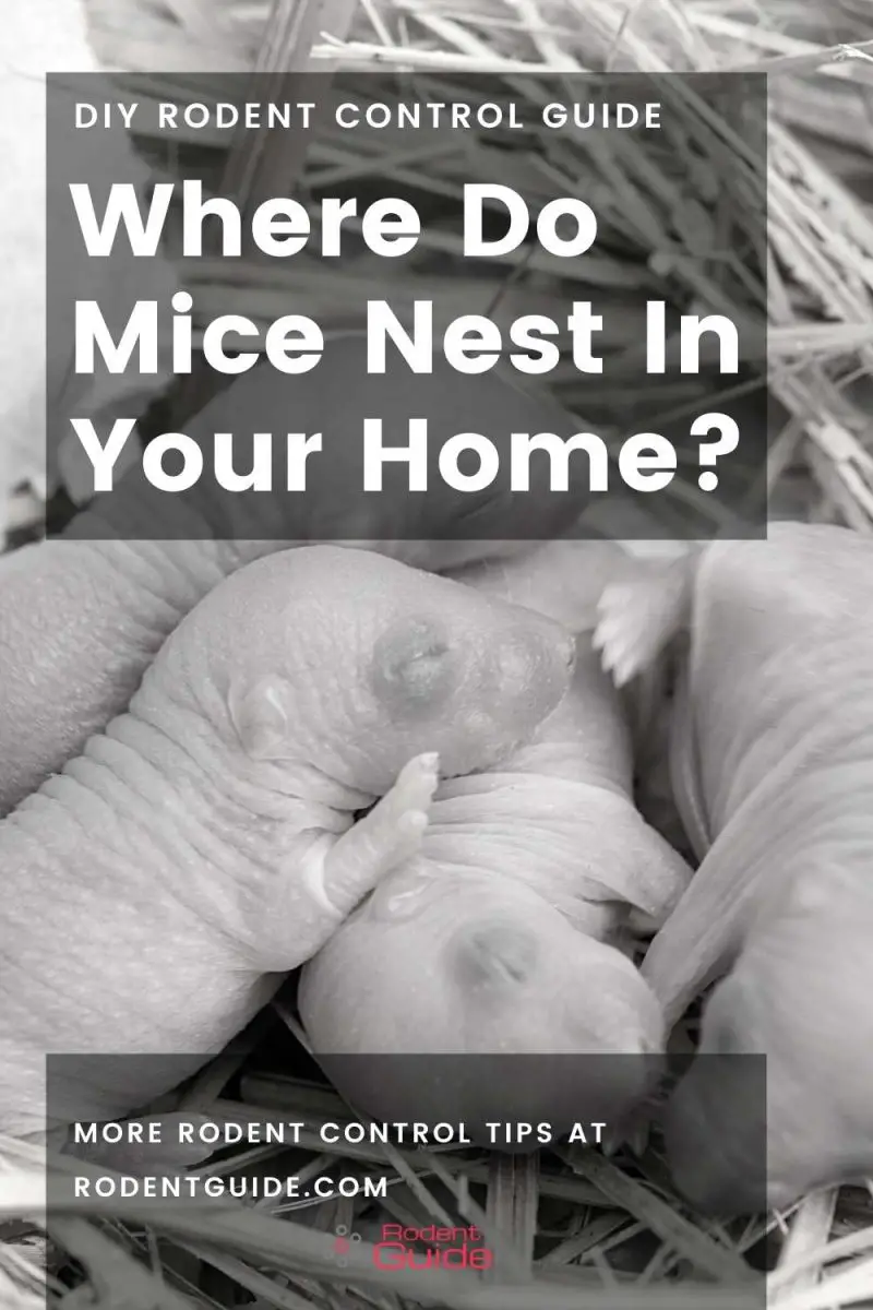 Where Do Mice Nest In A House? 6 Tempting Areas DIY Rodent Control