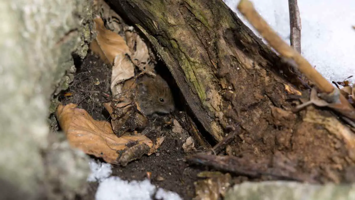 mouse hiding under branch
