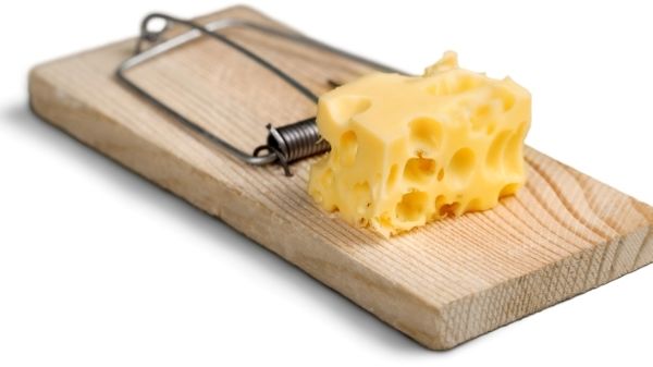 mouse trap with cheese on it as bait