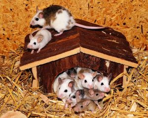 stop mice from coming back