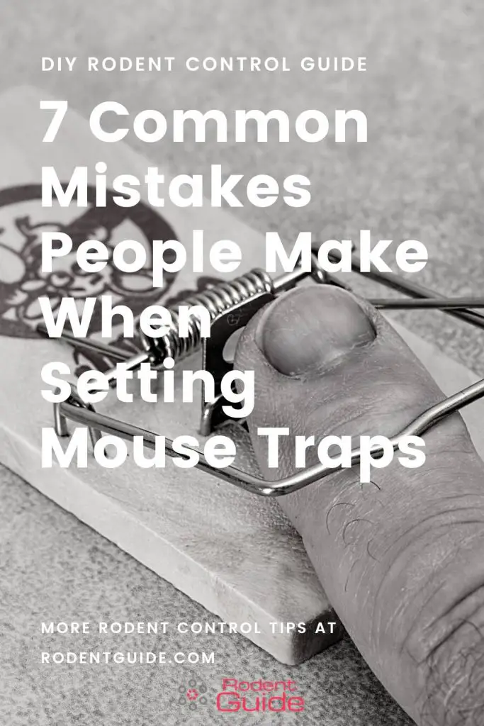 Common Mouse Trap Mistakes