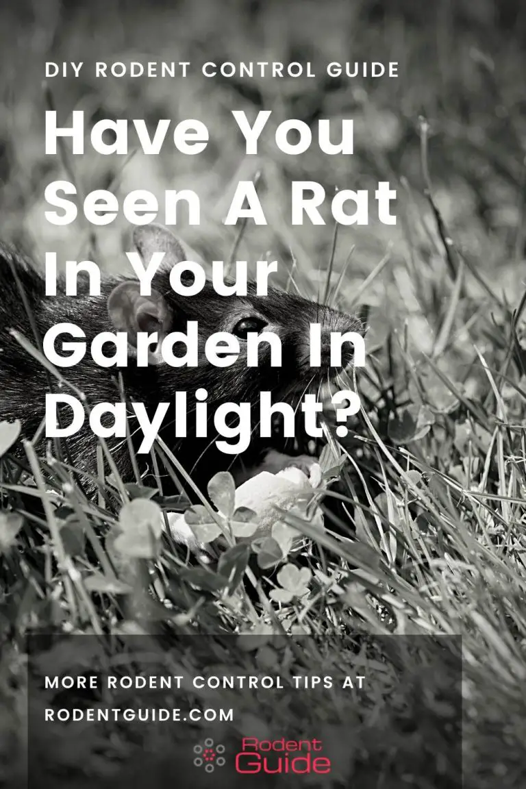 5 Reasons Why You Have Seen A Rat In Your Garden In Daylight DIY