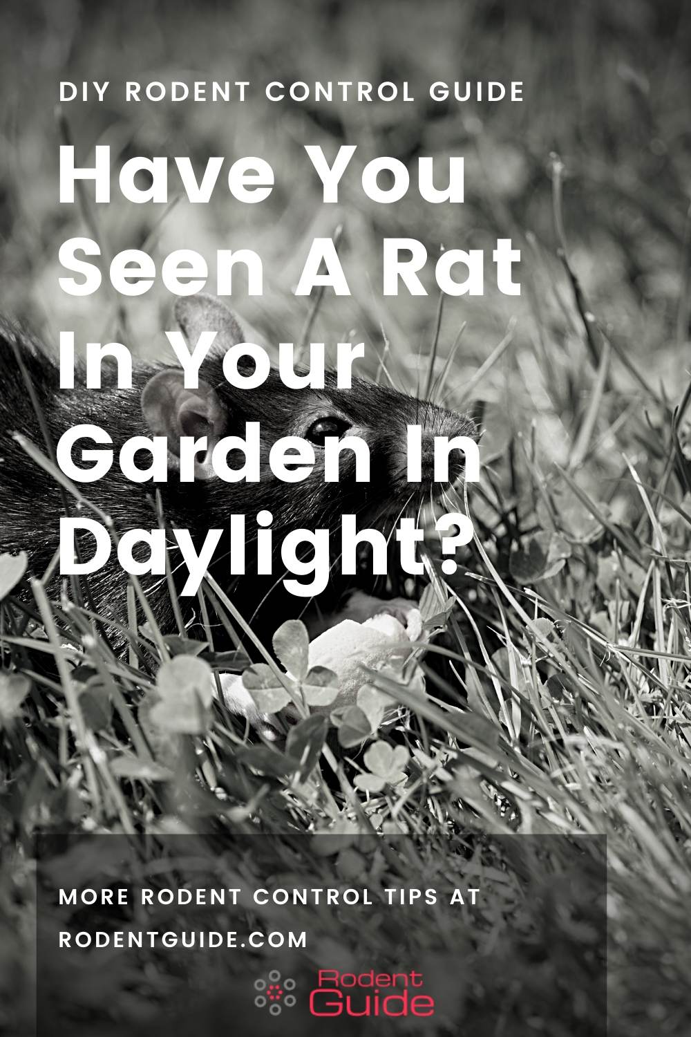 Have You Seen A Rat In Your Garden In Daylight