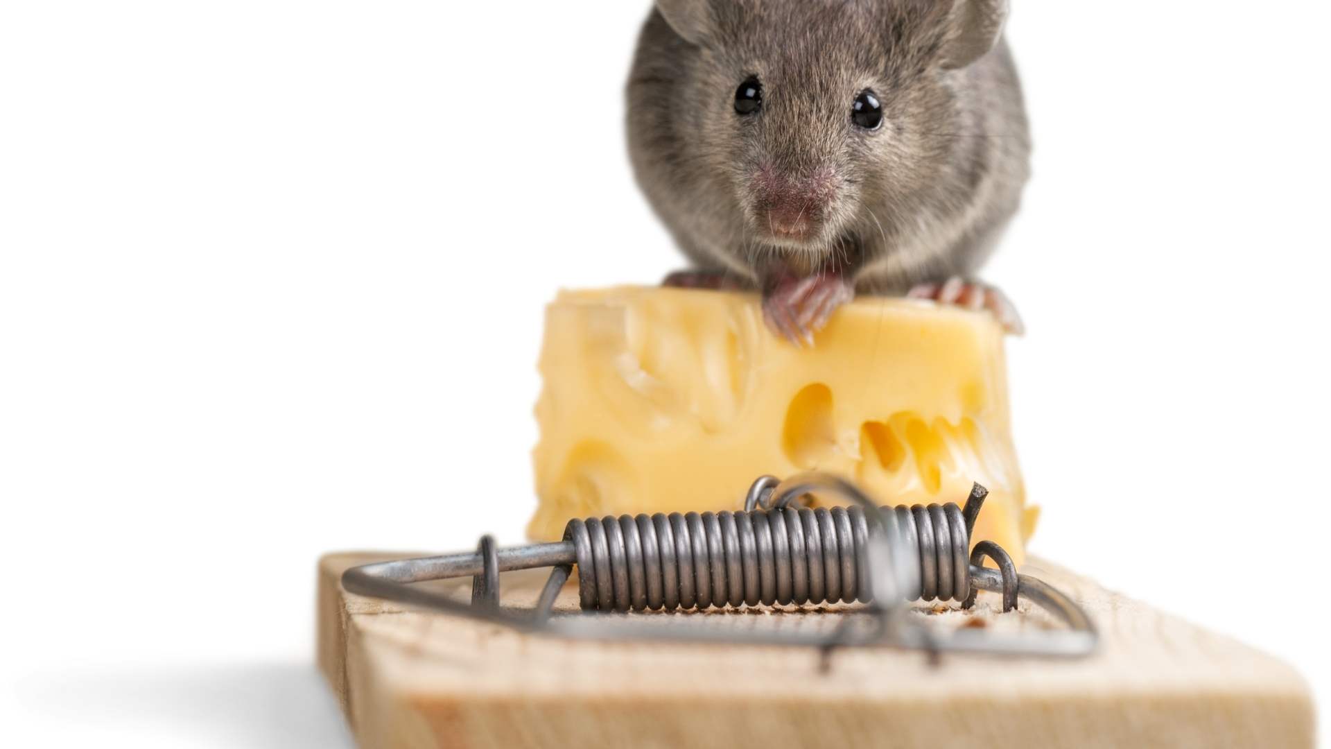 7 Best Mouse Trap Options For Mouse Control