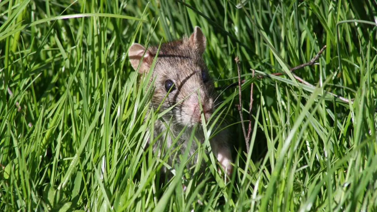 rat in garden during the day