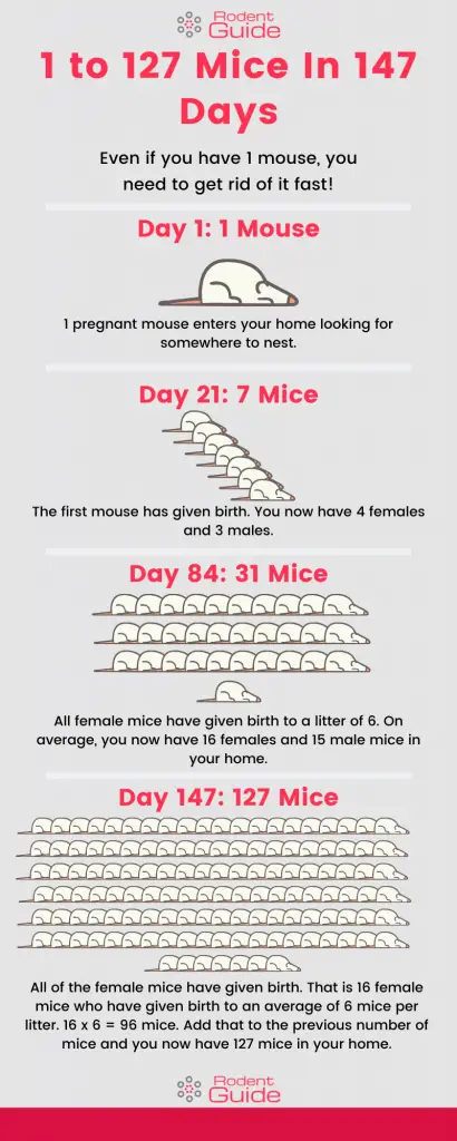 1 to 127 Mice In 147 Days Infographic