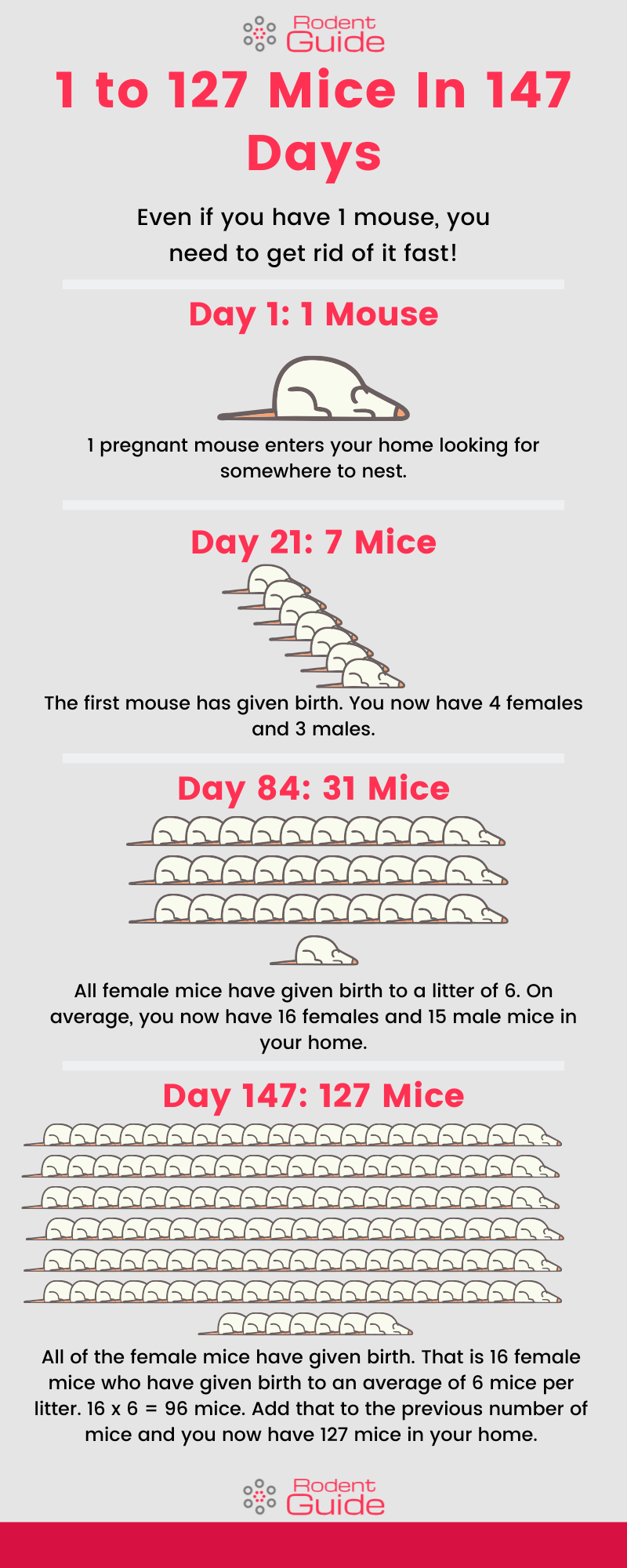 1 to 127 Mice In 147 Days Infographic