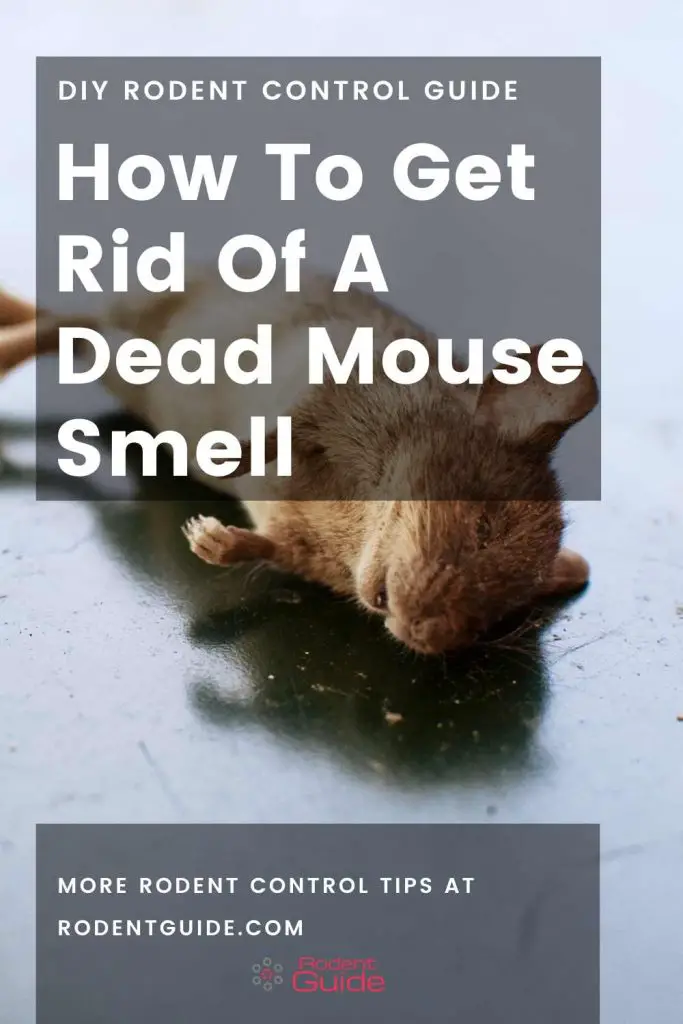 smell rid rodent