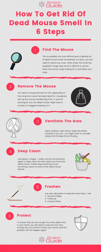 How To Get Rid Of Dead Mouse Smell In 6 Steps Infographic