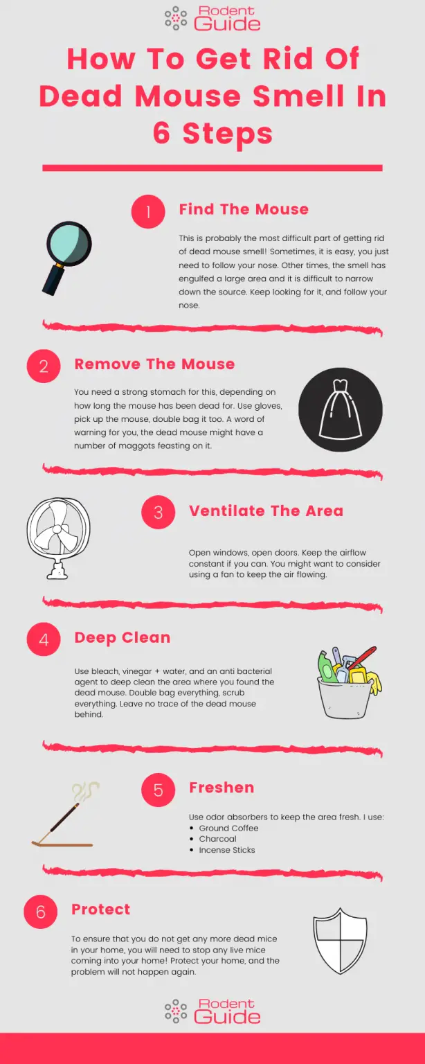 How To Get Rid Of Dead Mouse Smell. Step by Step Guide DIY Rodent Control