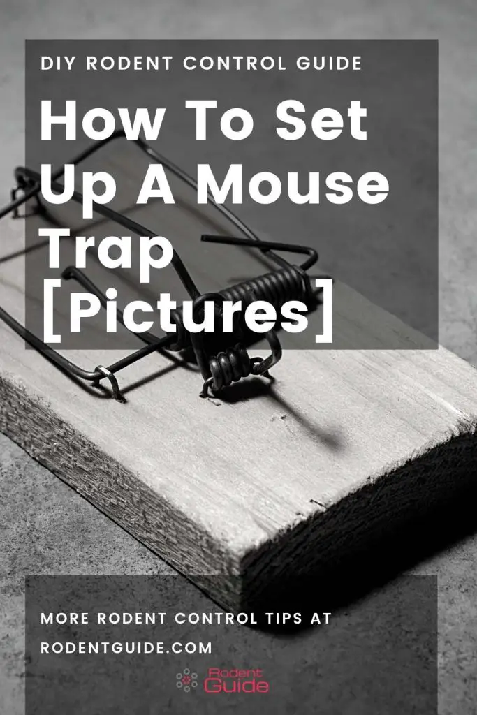 How To Set Up A Mouse Trap