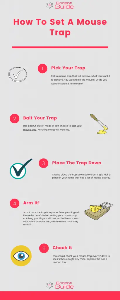 How to set a mouse trap infographic