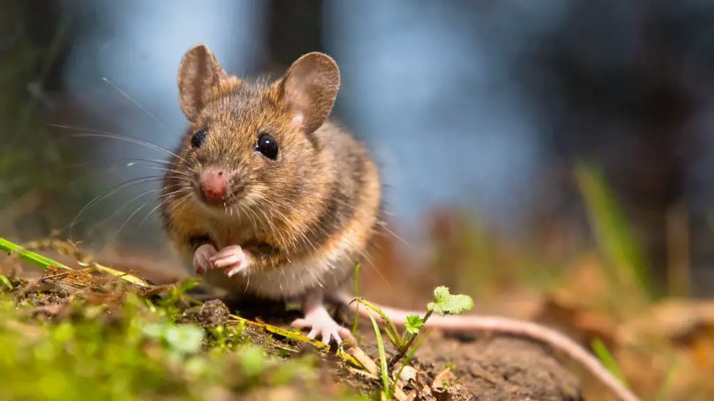 If You See One Mouse How Many Do You Have - DIY Rodent Control