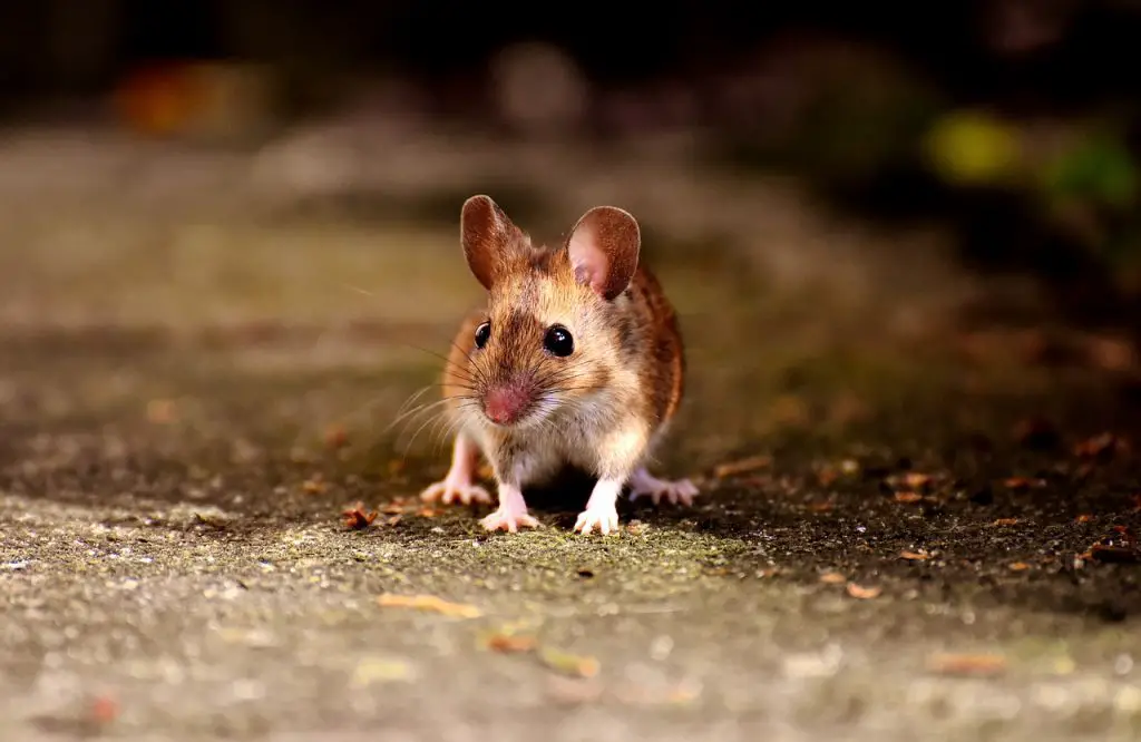 If You See One Mouse How Many Do You Have