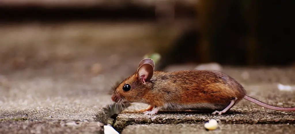 how long has the mouse been in my house