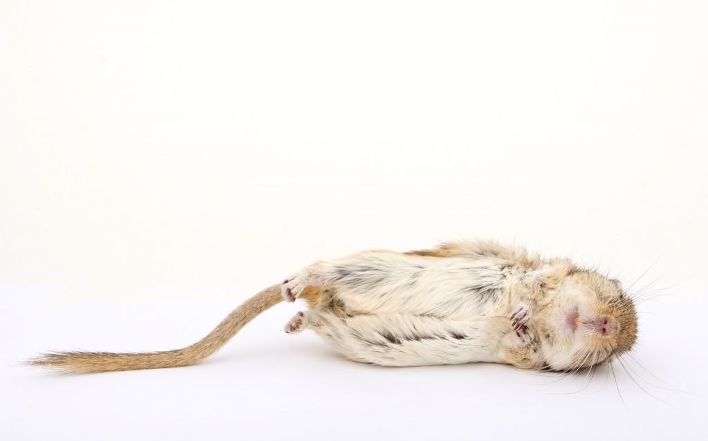 how to Get rid of a dead mouse smell