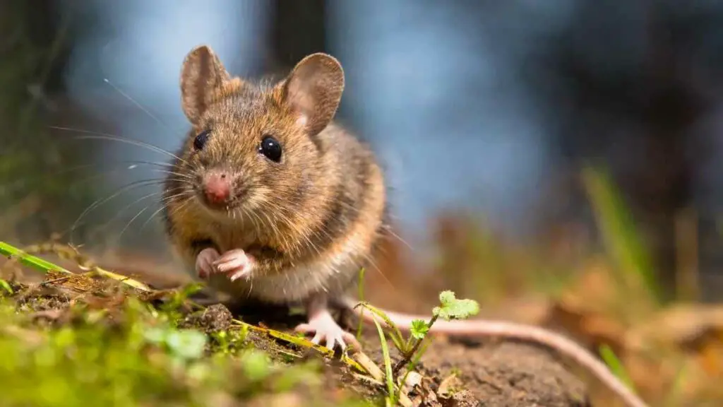 mouse in field