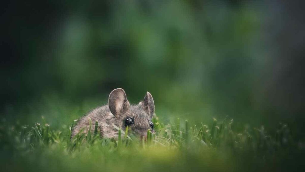 mouse in field hiding