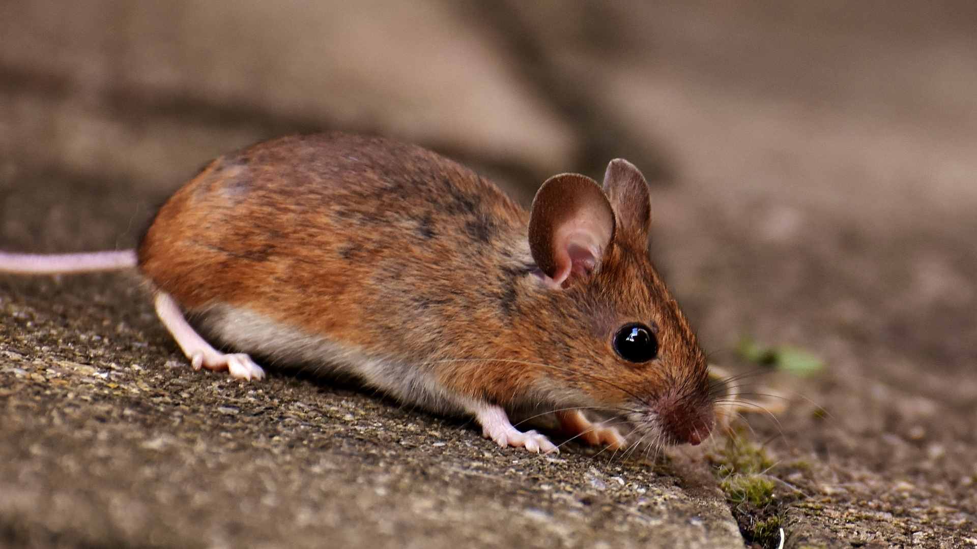 If You See One Mouse How Many Do You Have - DIY Rodent Control