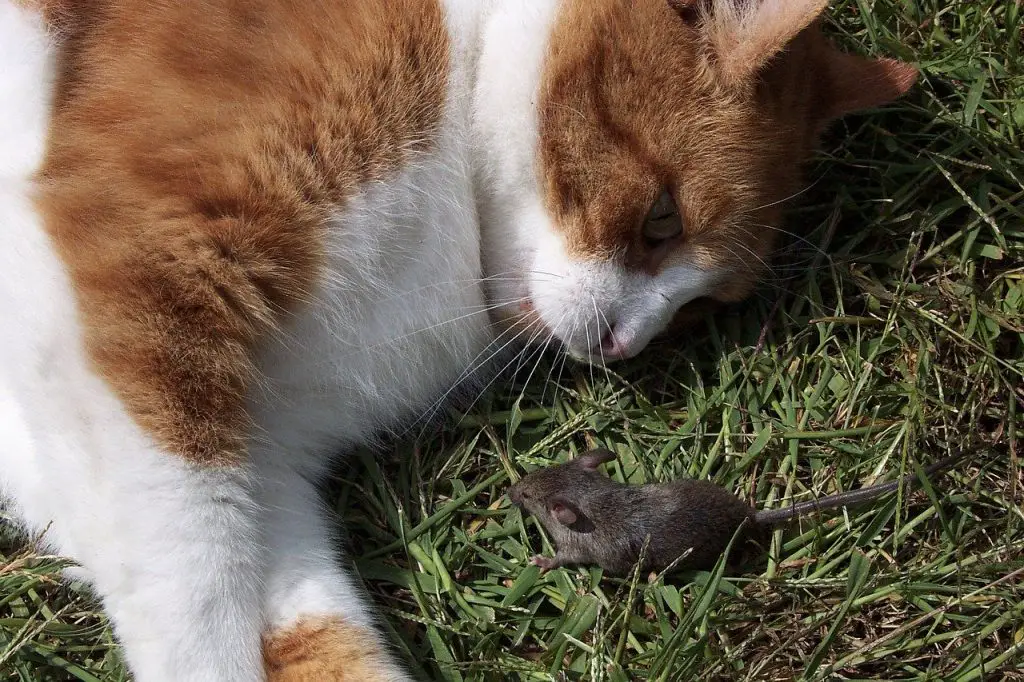 Are glue traps one of the cruelest forms of mice control