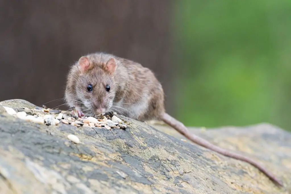 5 Ways You Can Use Bleach To Keep Rats Away DIY Rodent Control