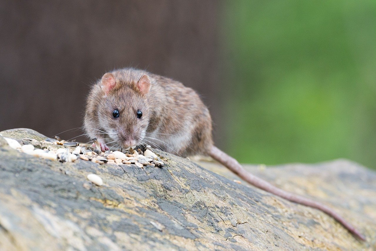 Why Do You Get Rats In Your Yard?