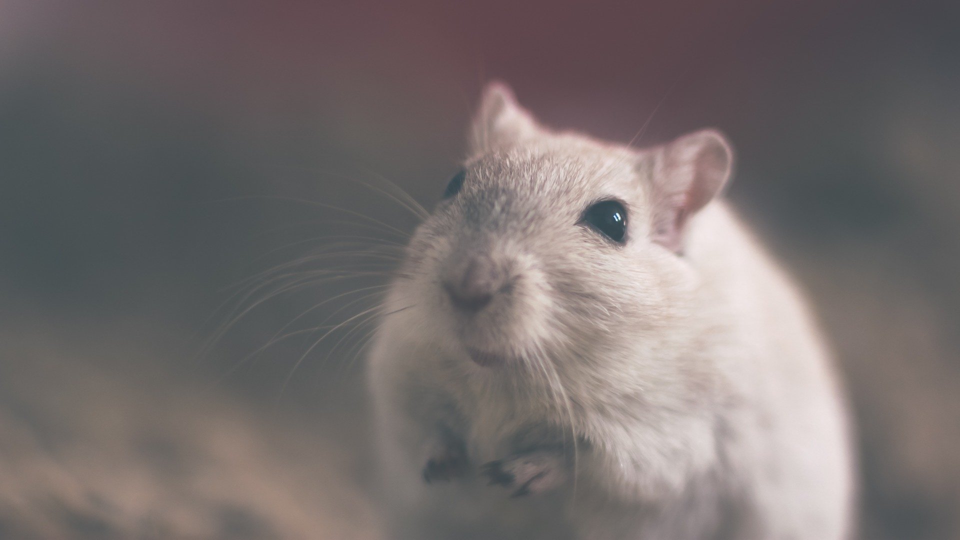 best humane mouse trap