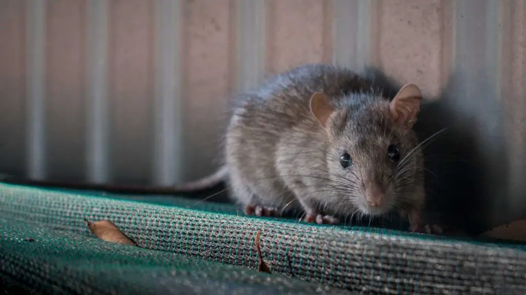 rat roaming on ledge, looking at camera