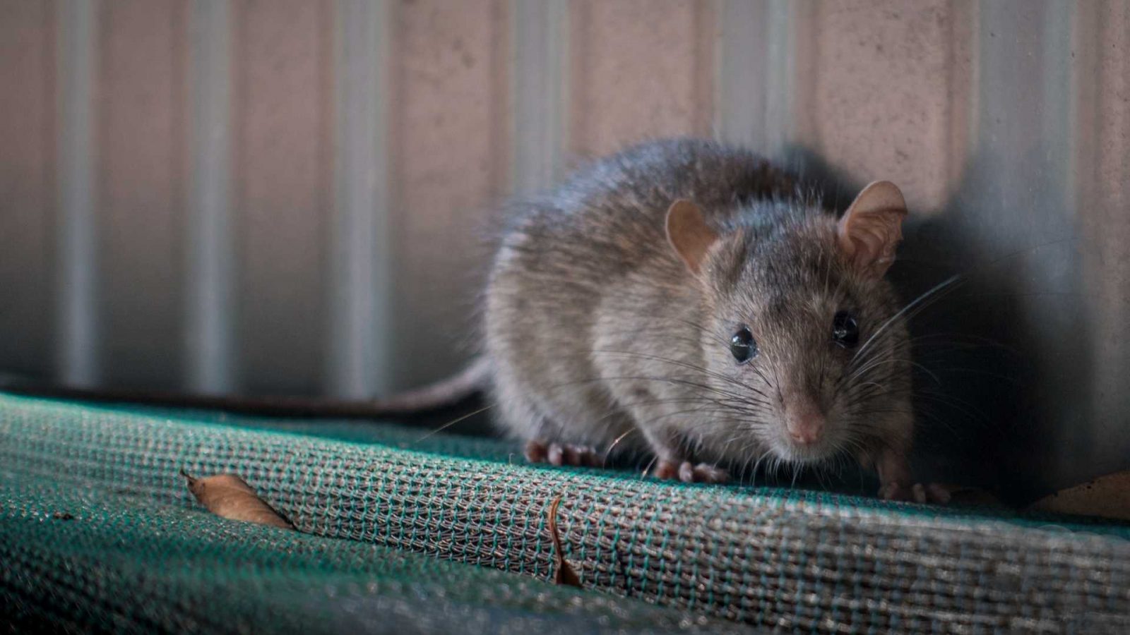 Where Do Rats Nest? 6 Common Places DIY Rodent Control