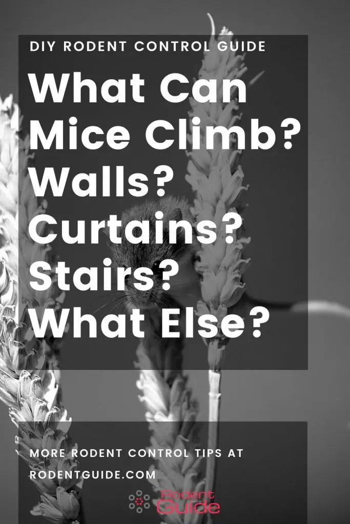 Can Mice Climb? Yes And Here Is A Detailed List DIY Rodent Control