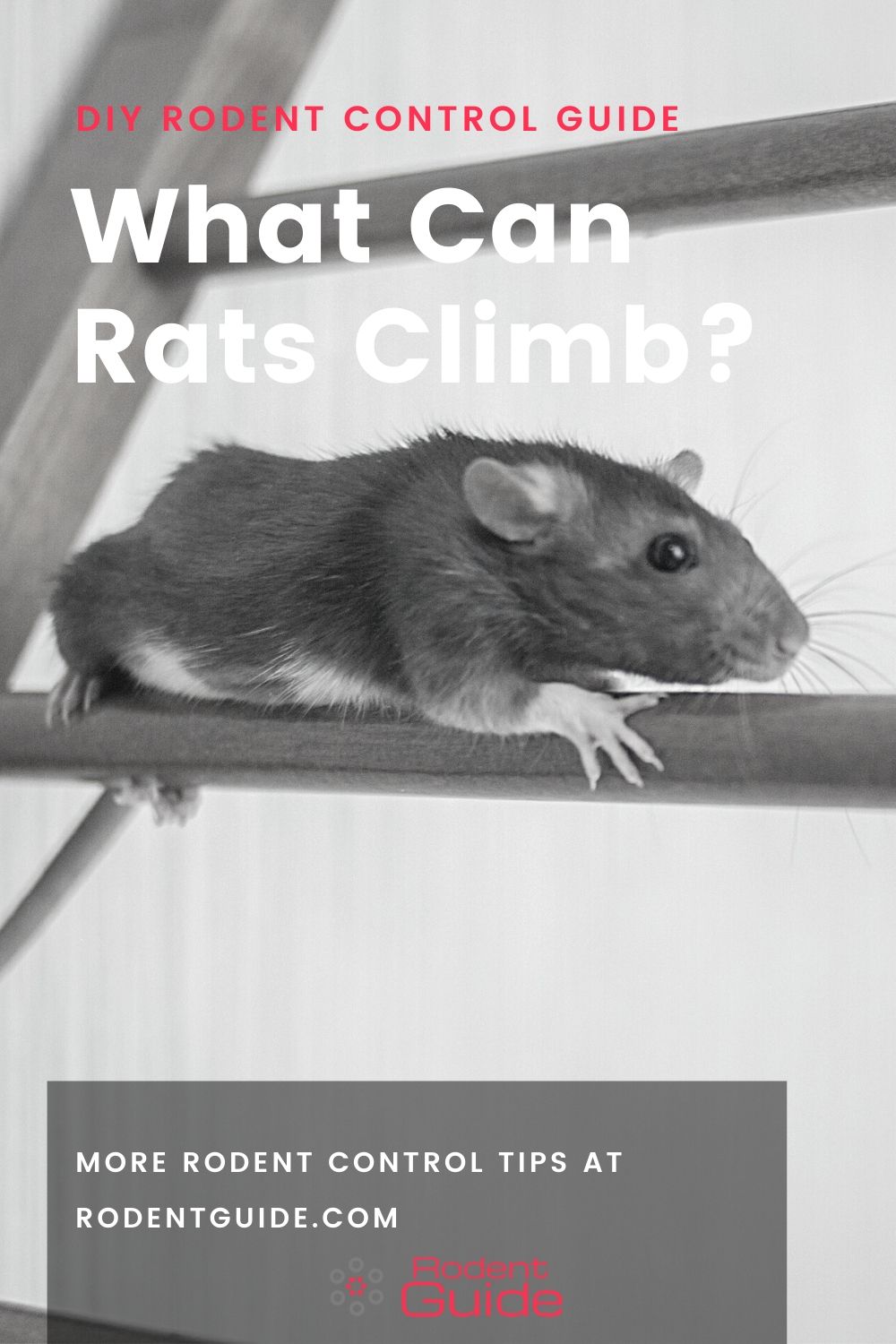 What Can Rats Climb? Detailed List Here DIY Rodent Control