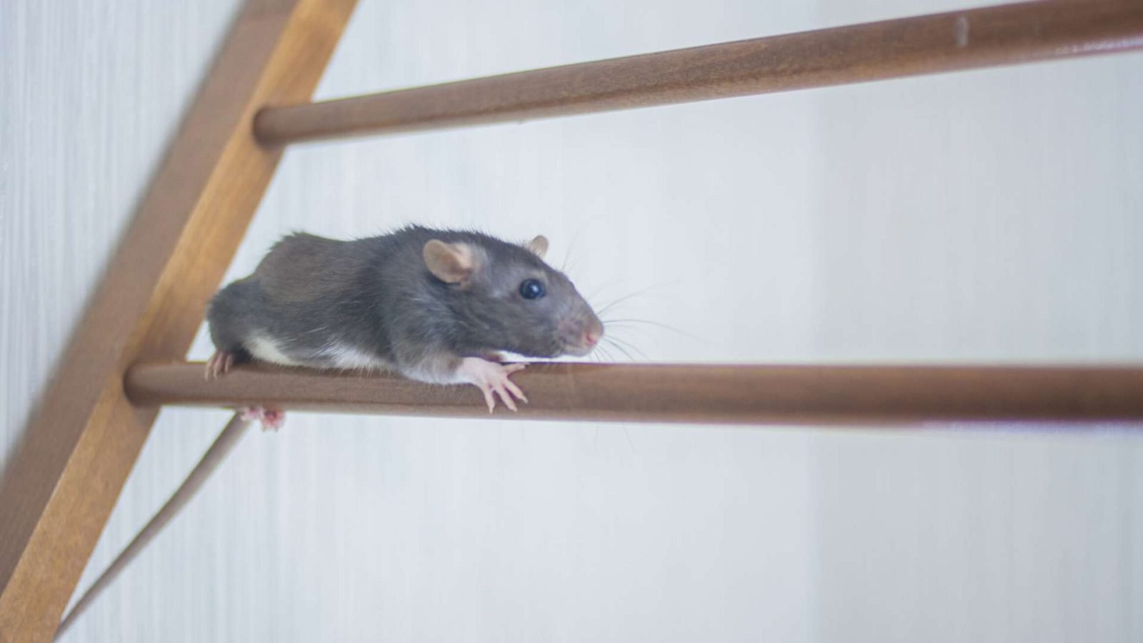 What Can Rats Climb? Detailed List Here DIY Rodent Control