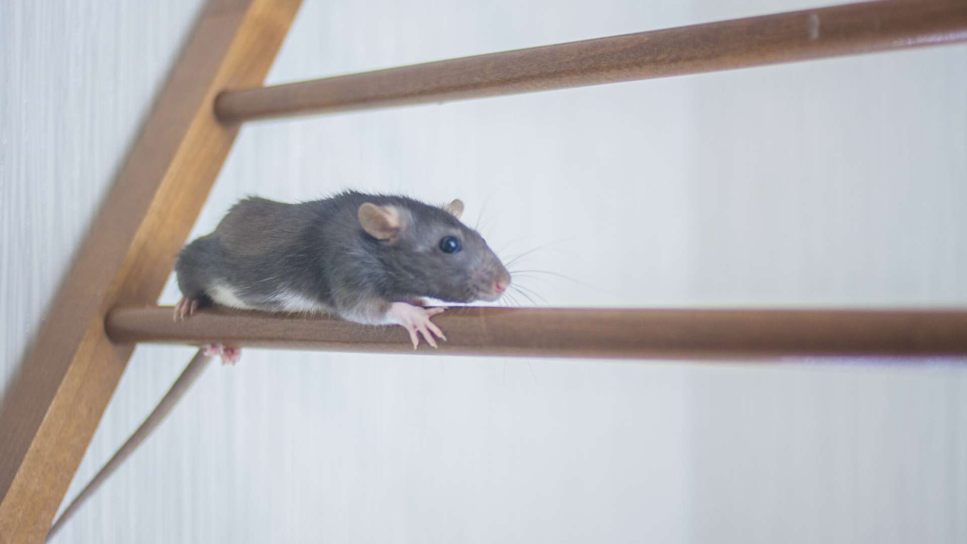 Can Mice Climb Walls