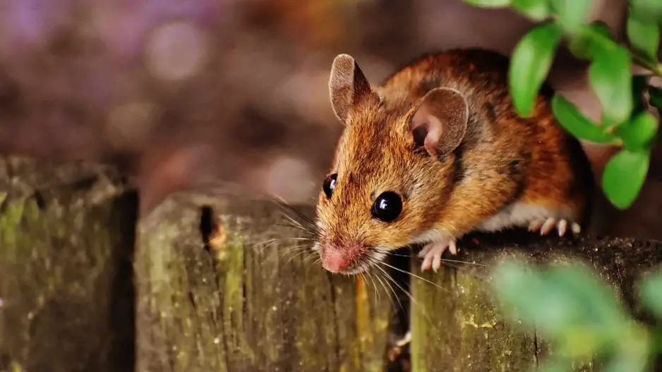 mouse climbed to the top of a fence peering down