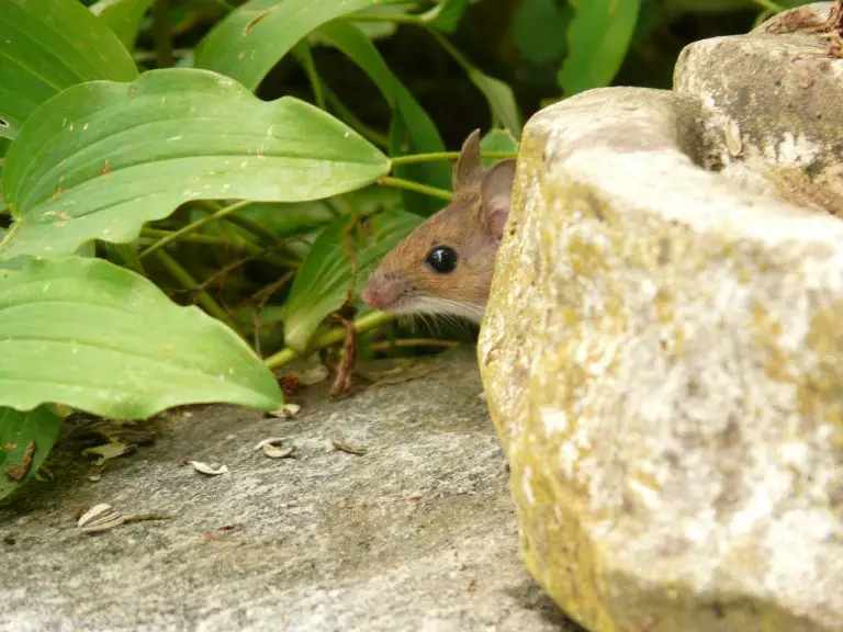 Homemade mouse repellent 7 essential options diy rodent control