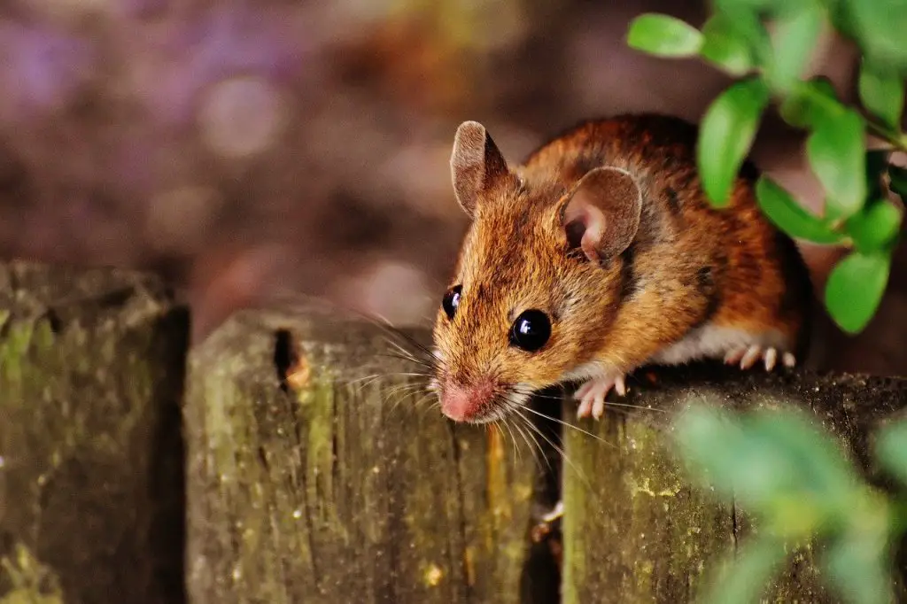items that a mouse can climb