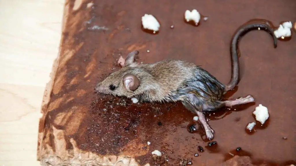 mouse on a glue trap