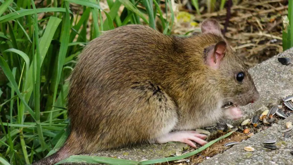 How Far Do Rats Travel From Their Nest? - DIY Rodent Control