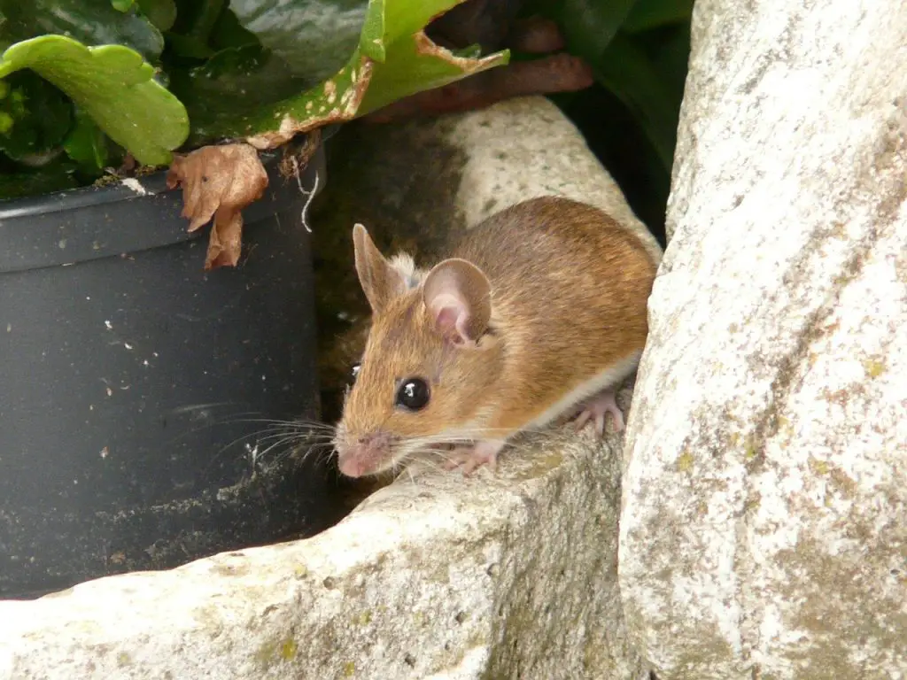 wood mouse