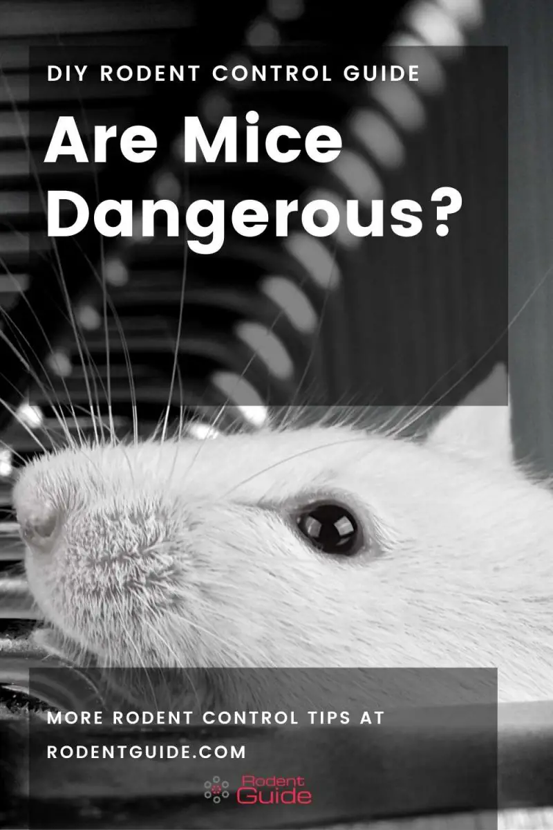 8 Reasons Why Mice Are Dangerous DIY Rodent Control