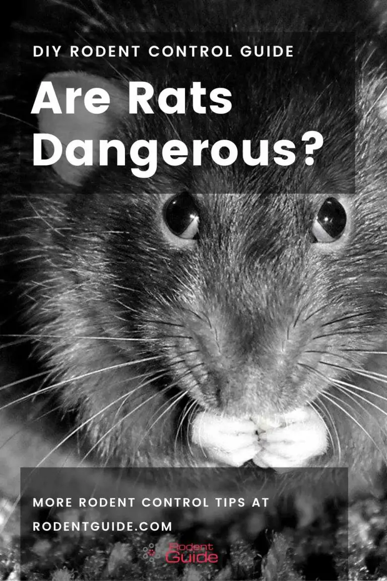 8 Reasons Why Rats Are Dangerous DIY Rodent Control
