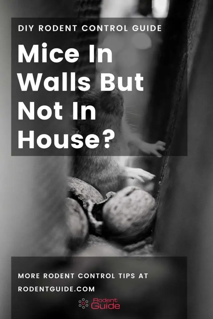 Mice In Walls But Not In House_