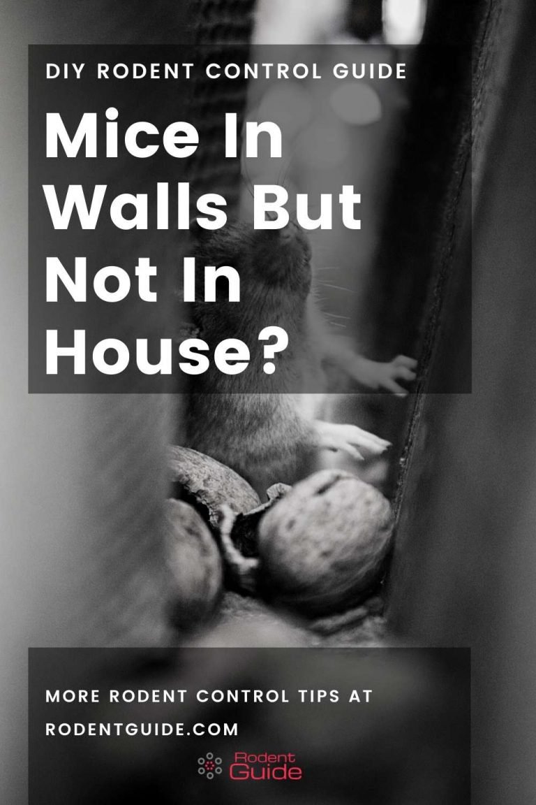 Mice In Walls But Not In House  768x1152 