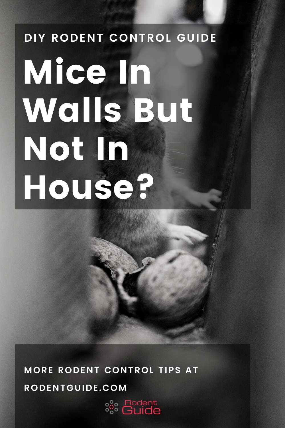 Mice In Walls But Not In House? Massive Problem! 2 Mice In Walls But Not In House_