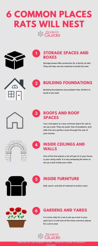 Where do rats nest infographic