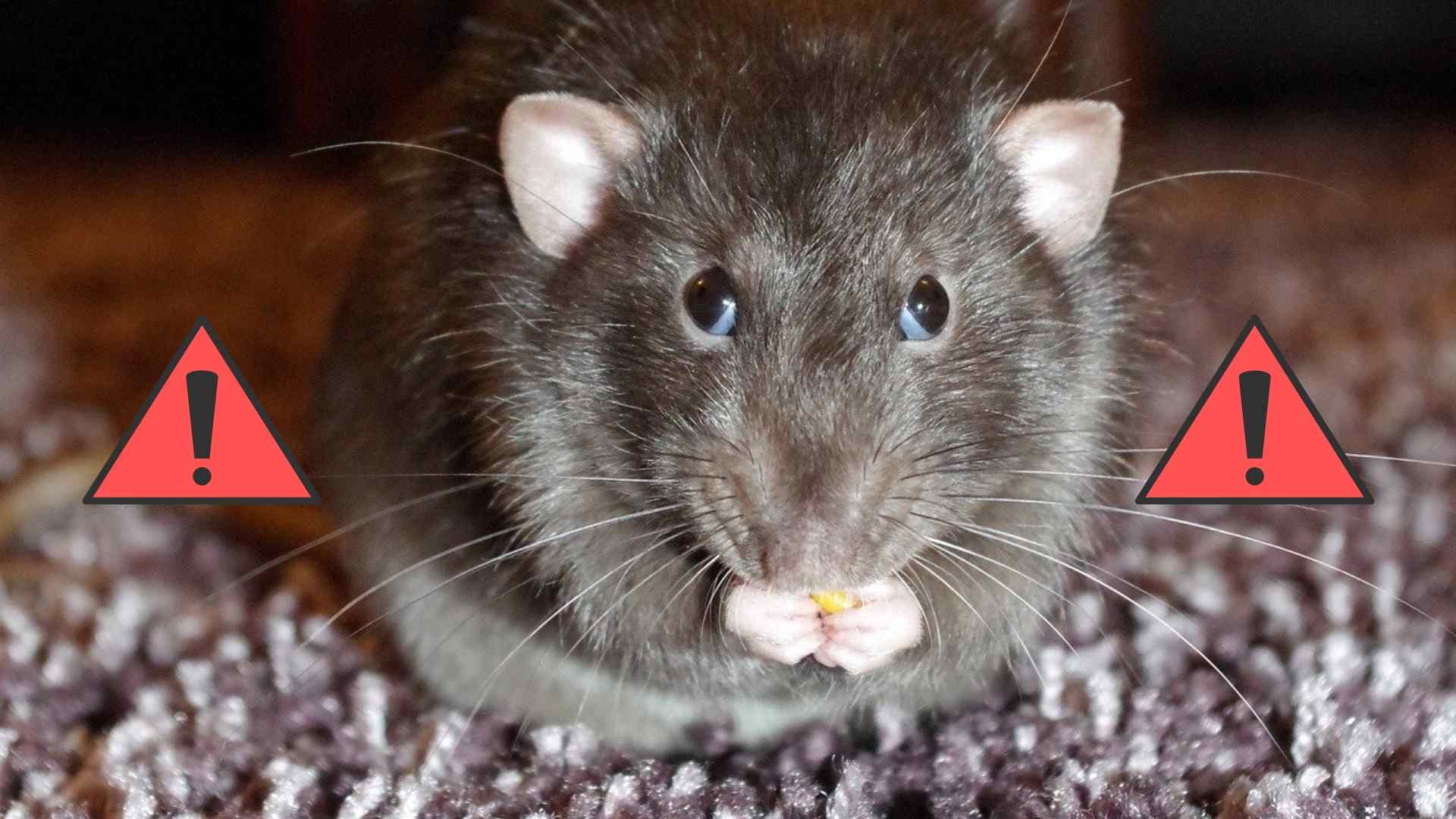 8 Reasons Why Rats Are Dangerous